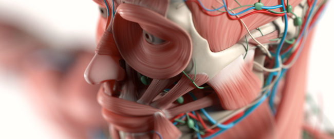 В Педиатрическом университете пройдёт Олимпиада по анатомии человека