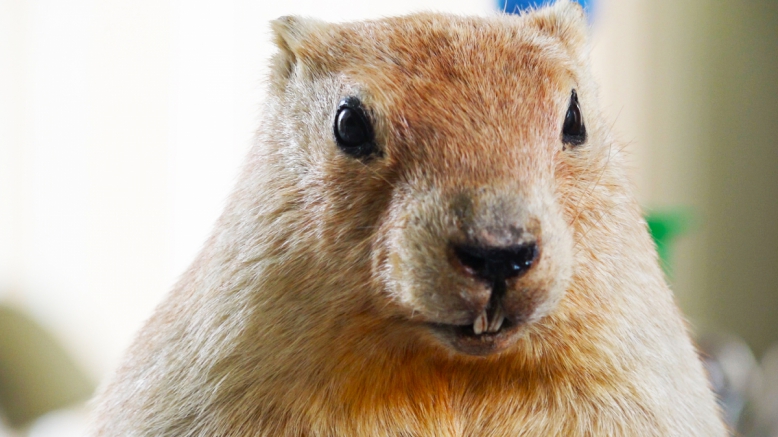 Сурок с родословной: как грызун поселился в СПбГПМУ?