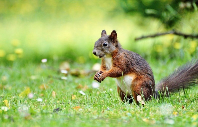 В клинику Педиатрического университета поступил ребёнок, укушенный белкой